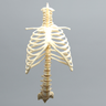 Spine with Ribs, Pediatric, Full, Solid Foam
