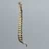 Spine, Pediatric, Full, Radiopaque
