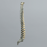 Spine, Pediatric, Full, Radiopaque