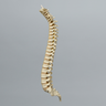 Spine, Pediatric, Full, Solid Foam
