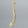 Spine, Pediatric, Full, Solid Foam