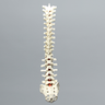 Spine, T1-Sacrum, Solid Foam