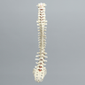 Spine, Full, Partial Cancellous, Foam Cortical