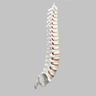 Spine, T1-Sacrum, Foam Cortical