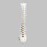 Spine, T1-Sacrum, Foam Cortical