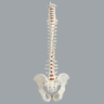Spine with Male Pelvis, Solid Foam, Full