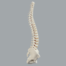 Spine with Male Pelvis, Solid Foam, Full