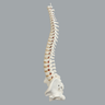 Spine with Male Pelvis, Solid Foam, Full