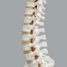 Spine with Male Pelvis, Solid Foam, Full