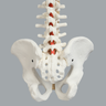 Spine with Male Pelvis, Solid Foam, Full