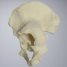 Hemi Pelvis with Severe Deformities, Solid Foam, Left