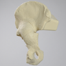 Hemi Pelvis with Severe Deformities, Solid Foam, Left