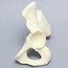 Hemi Pelvis with Vise Attachment on Iliac Crest, Solid Foam, Left