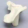 Hemi Pelvis with Labrum and Vise Attachment, Foam Cortical, Left
