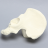 Hemi Pelvis with 52 mm Acetabulum, Left