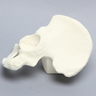 Hemi Pelvis with 54mm Acetabulum, Solid Foam, Left
