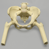 Pelvis with Removable Femurs, Female, Solid Foam