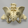 Pelvis with Removable Femurs, Female, Solid Foam