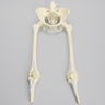 Pelvis with Removable Legs and Movable SI Joints, Female, Solid Foam