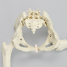 Pelvis with Removable Legs and Movable SI Joints, Female, Solid Foam