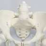Pelvis with Removable Legs and Movable SI Joints, Female, Solid Foam