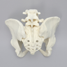 Lumbar Spine with Pelvis, Full Female, Solid Foam