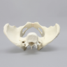 Lumbar Spine with Pelvis, Full Female, Solid Foam