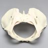 Pelvis with Ligaments, Full Female, Solid Foam
