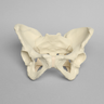 Pelvis with Ligaments, Full Female, Solid Foam