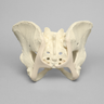 Pelvis with Ligaments, Full Female, Solid Foam