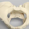 Pelvis with Ligaments, Full Female, Solid Foam