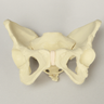 Pelvis with Movable SI Joints, Full Female, Solid Foam