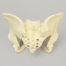 Pelvis with Movable SI Joints, Full Female, Solid Foam