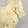 Pelvis with Movable SI Joints, Full Female, Solid Foam