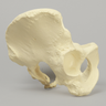 Pelvis with Movable SI Joints, Full Female, Solid Foam