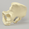Pelvis with Movable SI Joints, Full Female, Solid Foam