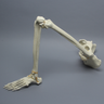 Pelvis with Leg, Full Female, Solid Foam and Foam Cortical