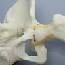 Pelvis with Leg, Full Female, Solid Foam and Foam Cortical