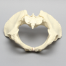 Pelvis with L5 and Movable SI Joints, Full Female, Solid Foam
