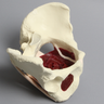 Pelvis with Pelvic Floor Musculature, Full Female, Solid Foam