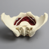 Pelvis with Pelvic Floor Musculature, Full Female, Solid Foam