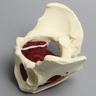 Pelvis with Pelvic Floor Musculature, Full Female, Solid Foam