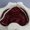 Pelvis with Pelvic Floor Musculature, Full Female, Solid Foam