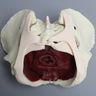 Pelvis with Pelvic Floor Musculature, Full Female, Solid Foam