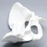 Pelvis with Coccyx, Female, Solid White Plastic
