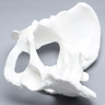 Pelvis with Coccyx, Female, Solid White Plastic