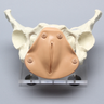 Pelvis, Full Female, Uterine Trainer