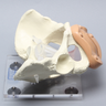 Pelvis, Full Female, Uterine Trainer