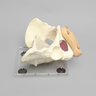 Pelvis, Full Female, Uterine Trainer