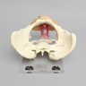 Pelvis, Full Female, Uterine Trainer